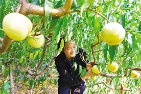 桐柏：冬桃丰收 采摘忙图片