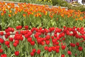 繁花春城丨郁金香盛放正当时，滇池畔的惊艳春色等你来打卡图片