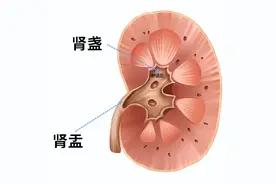 今日泌尿系结石知识分享：不同位置的泌尿结石发作到底有多痛？图片