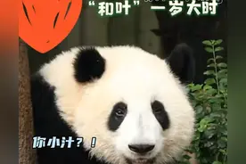 大熊猫和叶原来是妹妹！网友：难怪一直留级，被当成了男熊标准了图片
