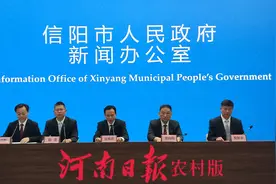 信阳毛尖无性系早生茶进入采摘期，群体种和高海拔茶一周后可采图片