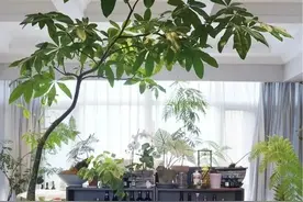 ​养花不如种吉祥树，“4种树”，剪个枝插盆里就活，镇宅又旺家！图片