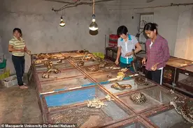 国外也要开始吃蛇了？专家称：蛇吃得少长得快，是不可多得的食物图片