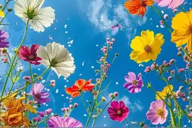 蓝天下的格桑花，美丽芬芳图片