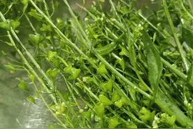 三月三，荠菜煮鸡蛋图片
