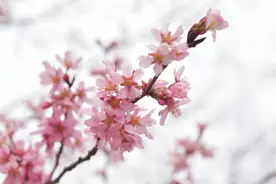 樱花绽放！北京玉渊潭赏樱正当时图片
