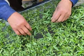 抓住春天的“柳叶宝藏”！解锁5种养生吃法+6大功效图片