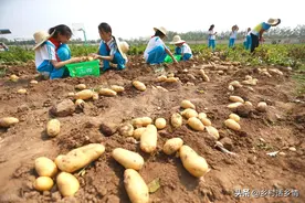 土豆啥时候种？种前怎么催芽？种植时芽朝上还是朝下？不懂就亏了图片