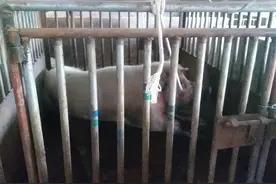咬死猪贩子、啃掉主人生殖器，人畜无害的家猪为何会频繁攻击人？图片