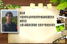 乡村振兴进行时 | 田间课堂——无核荔枝的优质轻简栽培技术图片