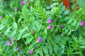 野豌豆，农村常见野草，却是春天不可错过的野菜，你吃过吗？图片