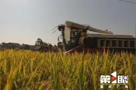 利用率90%以上！重庆确定2025年秸秆综合利用目标图片