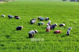 苏州：处暑至，农事忙图片