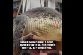 马来西亚一鳄鱼拖走女童9天后被捕获，腹内发现四颗疑似人类牙齿图片