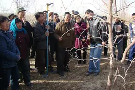 豫疆枣缘②︱维吾尔族兄弟盛赞孙文奇，“不在黑板上种地”图片