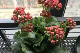 长寿花换盆四忌三要，避开这些坑，花苞不落、根系壮如葱！图片