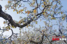 宁阳凤凰山景区2.4万亩梨花盛放 春日美景引人入胜图片