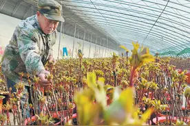 菏泽催花牡丹进入小风铃期！今年市场价格如何？图片