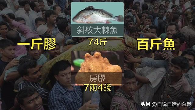 最贵的花胶多少钱一斤 2026年全世界最贵的花胶