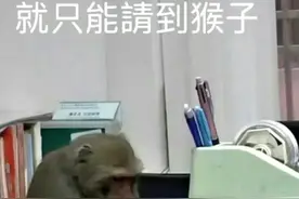 发现吗喽世界：笑出腹肌的幽默表情包与智慧文案图片
