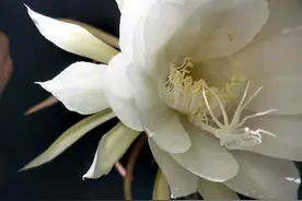 昙花一现为韦陀图片