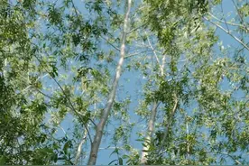 @老师家长，可以这样给孩子讲春天！图片