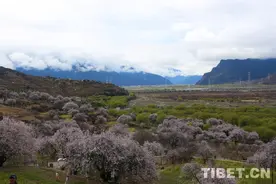 嘎拉村！桃花村！图片