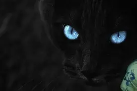 为什么猫的眼睛在晚上会发光？揭开猫咪夜行的秘密！图片