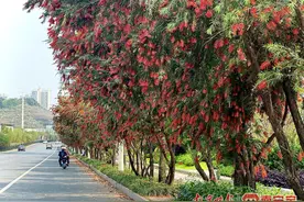 “一路一树一景”City Walk | 游南宁，到浪漫的青环路，一路繁花一路绿荫图片