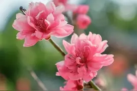 答对联：“上联：闲庭晓看桃花雨，求下联”图片