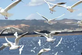 为什么当年耗资500亿也没能挽救滇池？现在的滇池又是什么景象呢图片