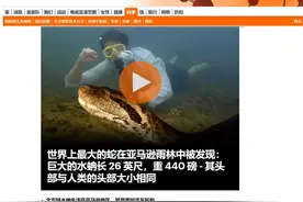 世界上最大的蛇被发现！科学家：可以吞下一头牛！图片