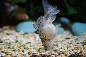 鱼缸水黄，都是粪便染得，你得勤快才行！图片