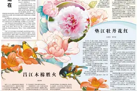 江城樱花绽放图片