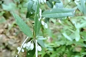网络搜索：揭秘神奇“三颗针”——你可能忽略的珍贵植物图片
