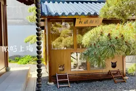 上海玉佛寺给“大橘们”造了一座猫猫别墅！还自带小花园，太太太羡慕啦！图片