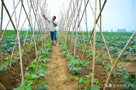 这几种蔬菜不能连着种，不但病虫害多菜也长不好，别拿着不当回事图片