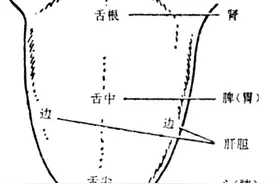 舌头和脏腑的对应关系——中医里的舌诊图片