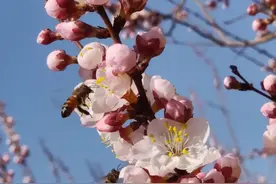 吐鲁番杏花季来袭！花期 赏位全攻略 新疆春日浪漫藏不住图片