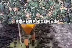 牛蛙又双叒叕塌房了，牛蛙狂好者还是少吃点吧！光看评论都要吐了图片