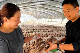 甘肃乔河乡：废弃玉米芯变身蘑菇培养基图片