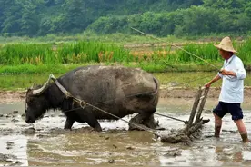 有人问：农村的土地都撂荒了、没人种了，该怎么解决？有4种方法图片