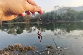 蚯蚓钓鱼上鱼慢？只需做好这三点，上鱼速度不比商品饵差图片