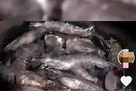 广东毒虾事件曝光!多家公司卷入!污染物具强烈肝毒性和致癌性!图片