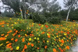 夏日限定“花花的世界”！国家植物园七夕❀❀❀浪漫就位图片