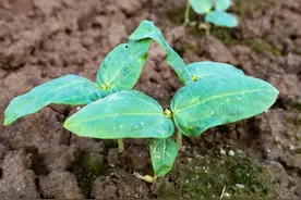春天种植豆角，记住两个时间不要种，否则出苗不好，秧苗也长不好图片