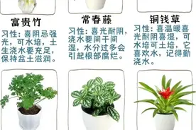 喜欢在家里种点绿植的一定要收藏好了，对种植很有帮助图片