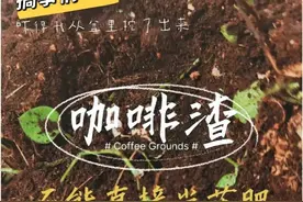 如何把咖啡渣变成有机肥料？再如何用咖啡渣肥料给植物施肥？图片