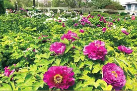 郑州：赏花观鸟搭帐篷，在没有“天花板”的地方“躺平”图片