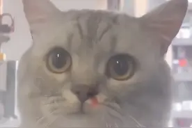 当宠物看到你在家羞羞时，会怎么想呢？图片